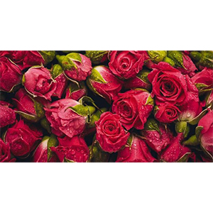 Фотообои "Decocode", "Красные розы 023-13-DE", 1300*2500мм