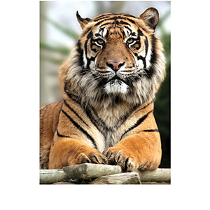Фотообои "Decocode", "Гордый тигр 21-0213-NY", 2000*2800мм