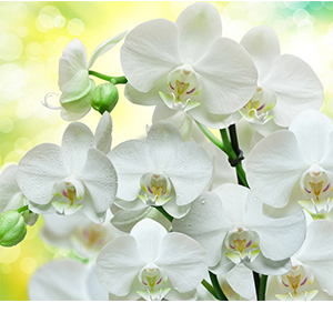 Фотопанно &quot;Белые орхидеи B1-085&quot;, 3000*2700мм