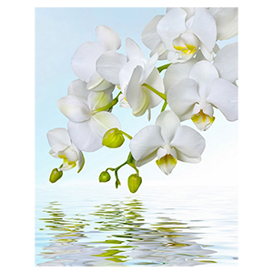 Фотопанно &quot;Орхидея над водой С-244&quot;, 2000*2700мм