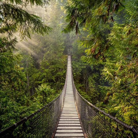 Фотообои &quot;Moda Interio&quot;, &quot;Мост в лесу&quot;, 2700*2700мм