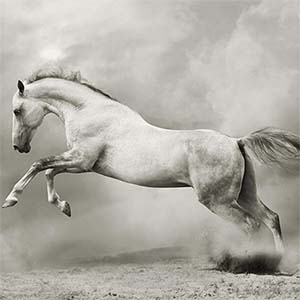 Фотопанно &quot;Белый конь A-060&quot;, 2000*1470мм