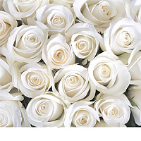 Фотопанно &quot;Розы белые B1-091&quot;, 3000*2700мм