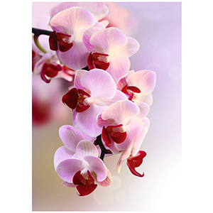 Фотообои &quot;Decocode&quot;, &quot;Ветка орхидеи 21-0007-FR&quot;, 2000*2800мм