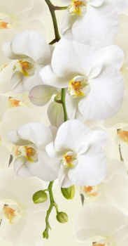 Фотообои "Decocode", "Белая орхидея 030-13-DE", 1300*2500мм