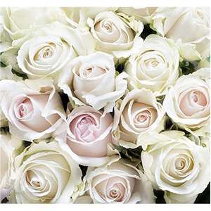 Фотообои "Decocode", "Белые розы 31-0412-FE", 3000*2800мм