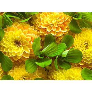 Фотопанно "Желтые цветы С-316", 2000*1470мм