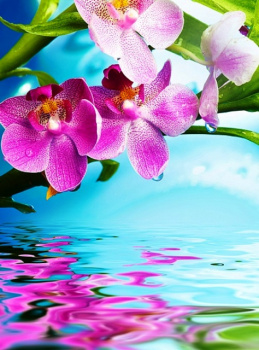 Фотопанно "Цветки орхидеи B-096", 2000*2700мм