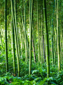 Фотопанно "Заросли бамбука С-215", 2000*2700мм