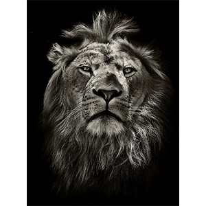 Фотопанно "Лев черно-белый", 2000*2700мм