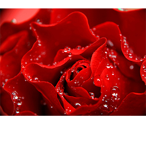 Фотопанно "Красная роза С1-024", 2000*1470мм
