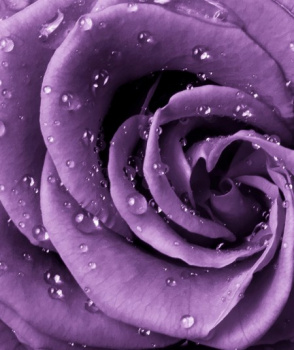 Фотопанно "Роза фиолет A-097", 2000*2700мм