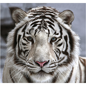 Фотообои "Decocode", "Белый тигр 31-0006-NB", 3000*2800мм