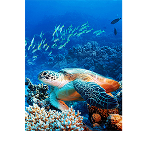 Фотопанно &quot;Морская черепаха С1-211&quot;, 2000*2700мм