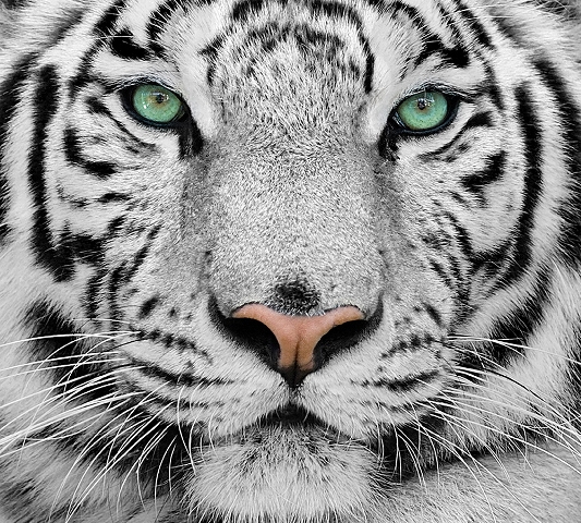 Фотопанно &quot;Белый тигр&quot; C-077, 3000*2700мм