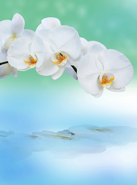 Фотопанно &quot;Орхидея с отражением C-245&quot;, 2000*2700мм